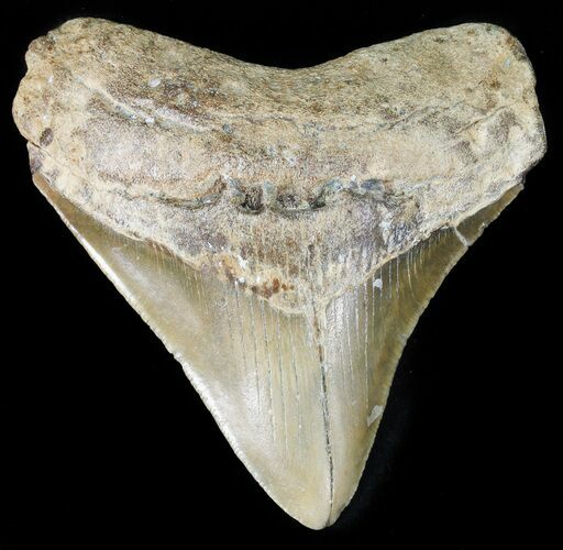 Megalodon Tooth - North Carolina #48287